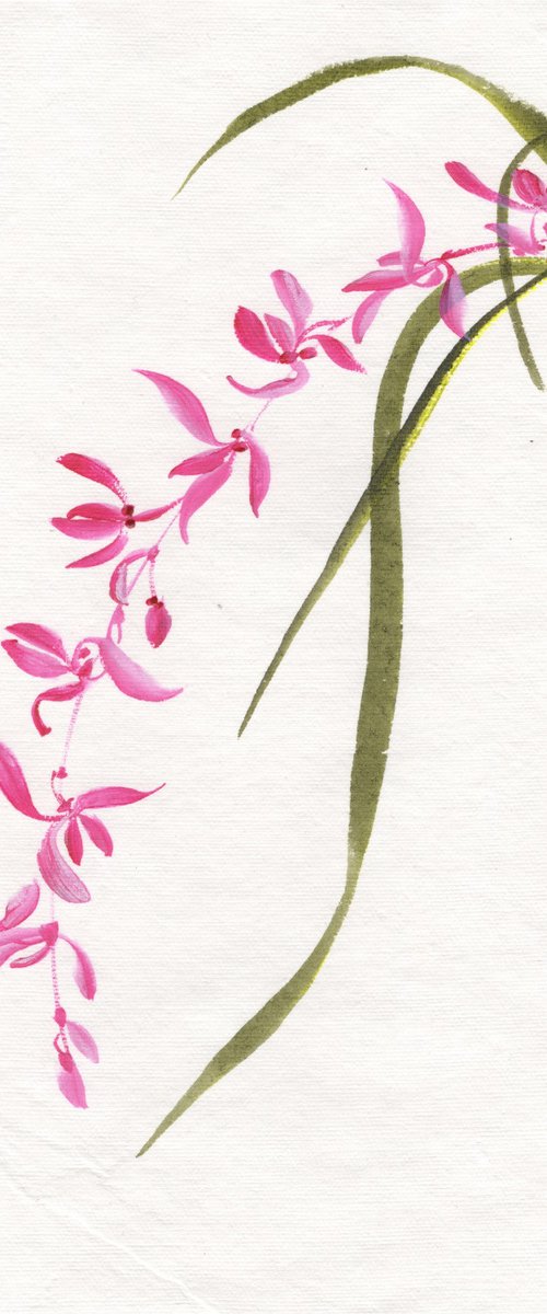 Pink Orchid by Hai Doan