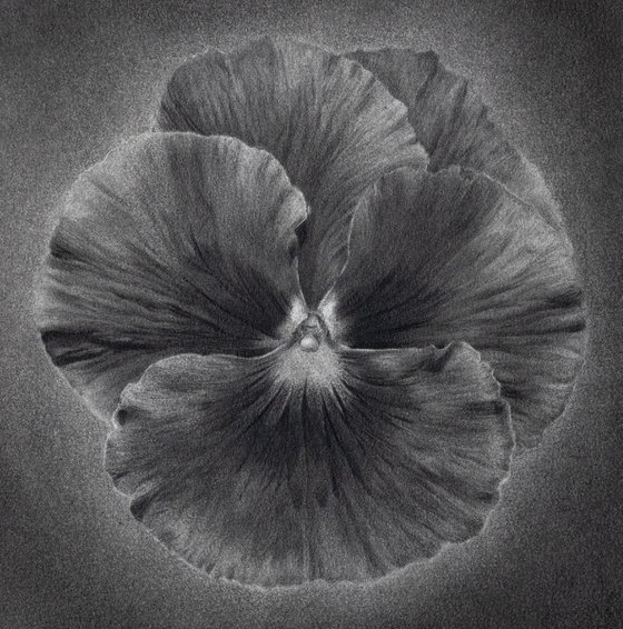 Pansy
