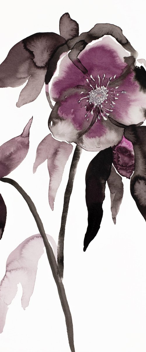 Hellebore No. 10 by Elizabeth Becker
