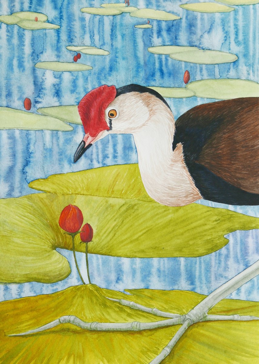Jacana birds, part 2 by Karina Danylchuk