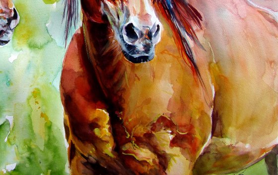 Horse friendship