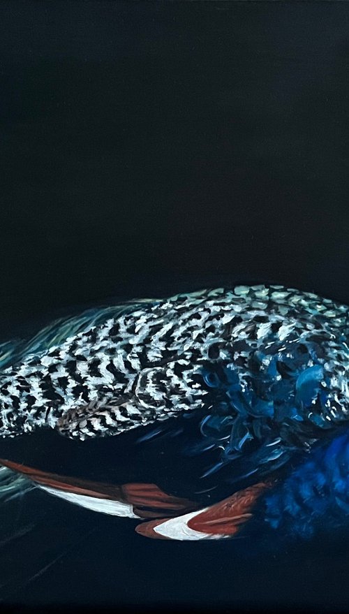 Midnight Azure: The Majestic Peacock by Angelo Di Carlo
