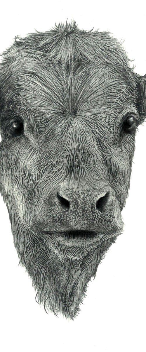 Farm Animals Series - The Calf by Maja Tulimowska - Chmielewska