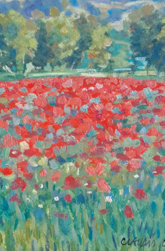 Fields of poppies