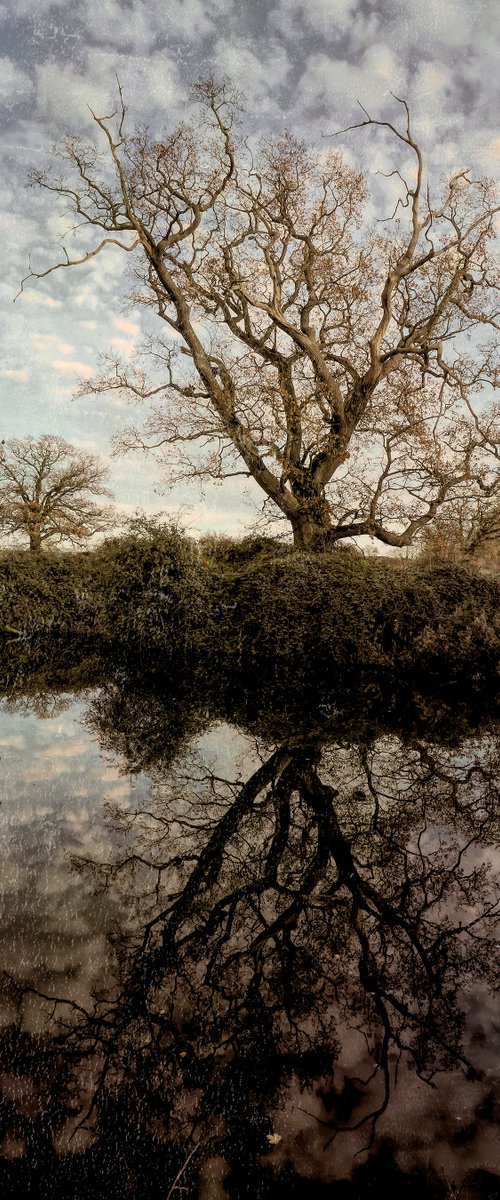 Reflected Tree by Martin  Fry