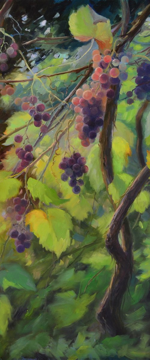 Grape vine by Ruslan Kiprych