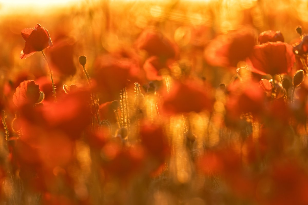 Botanical Photograph By Paul Nash, 24 X 16", Poppy Abstract, Original Artwork