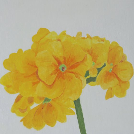 Yellow Primulas