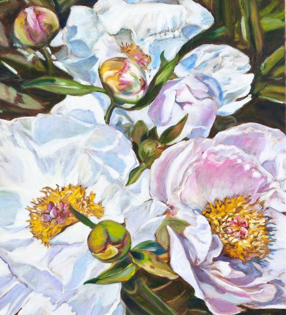 Peonies