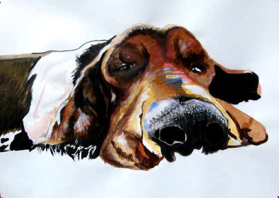 Basset hound