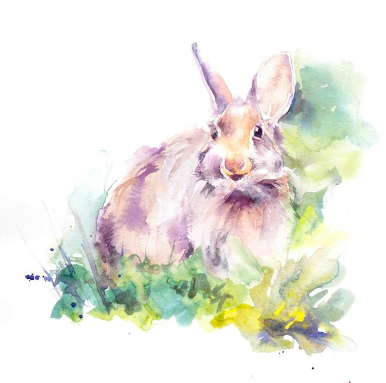 Eastern Cottontail Rabbit