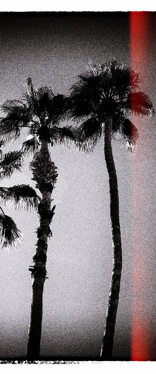 Palm Trees, Palm Springs by Heike Bohnstengel