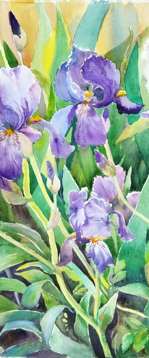 Sunlit Iris Garden by Ann Krasikova