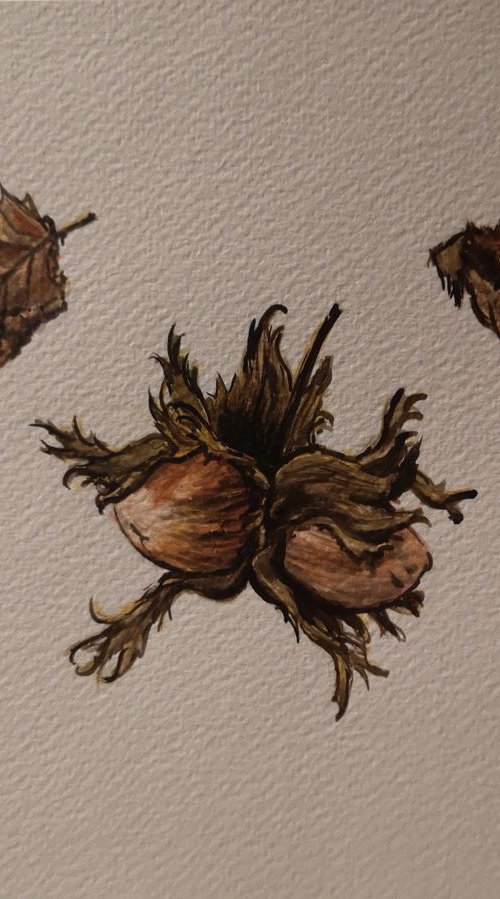 Hazelnuts by Cécile Pardigon