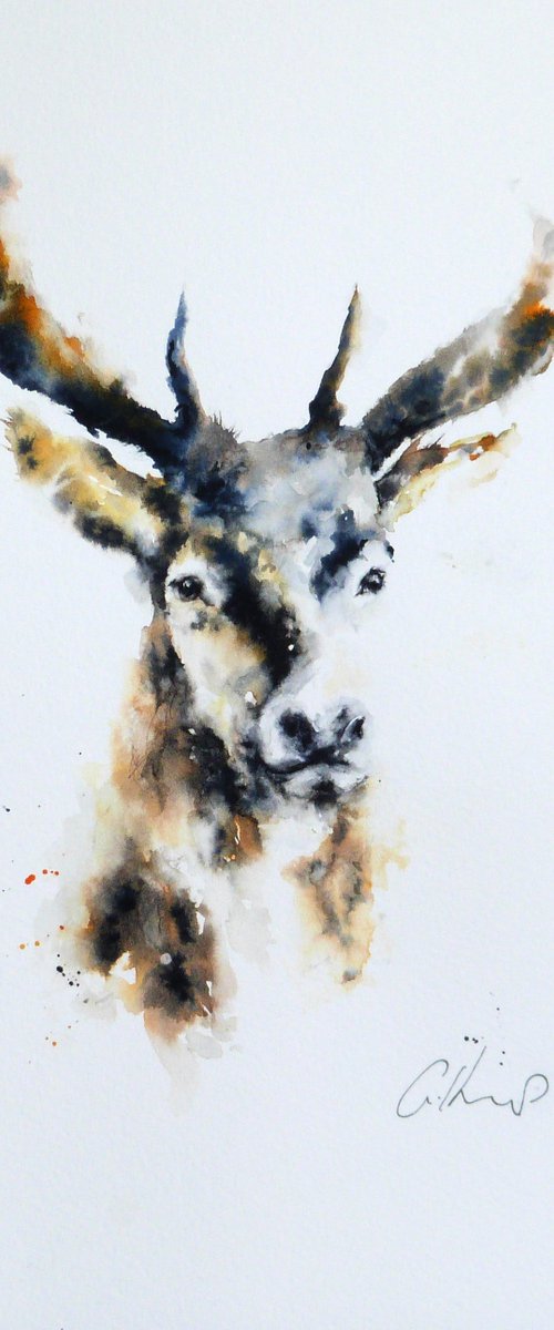 Stag. by Graham Kemp