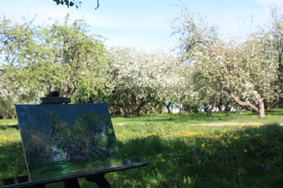 Apple blossom. Kolomenskoye