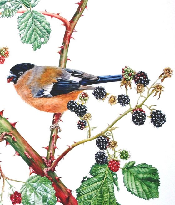 Bullfinches and Blackberries