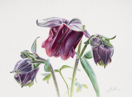 Aquilegia