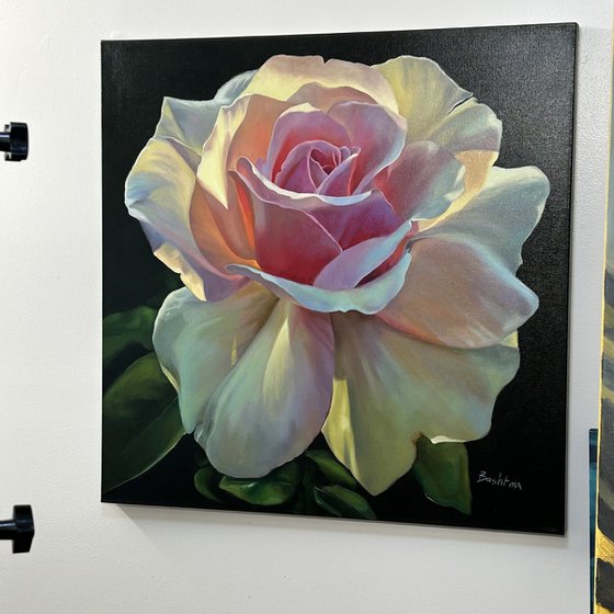 Radiance of the Morning Rose