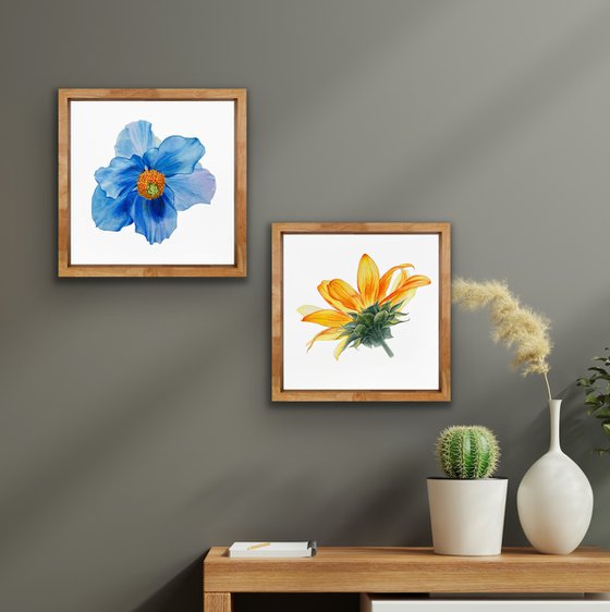 Blue poppy. Original watercolor artwork