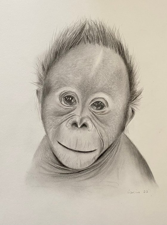 Baby orangutan