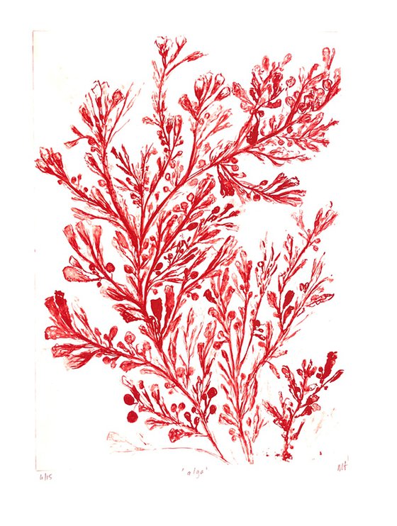 alga