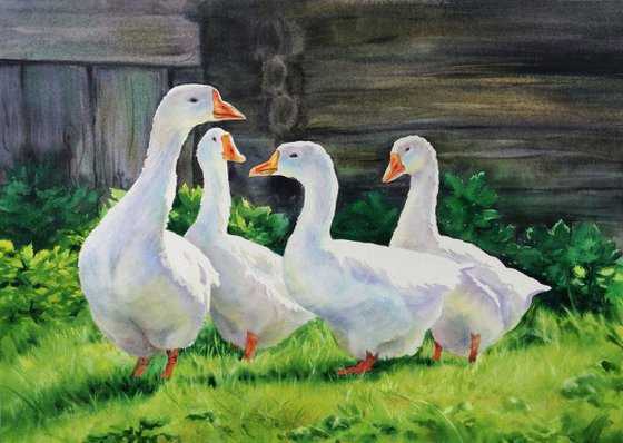 White Geese watercolor