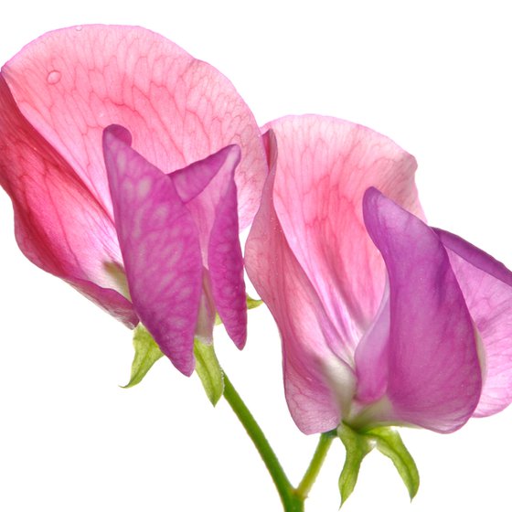 Pink sweet pea