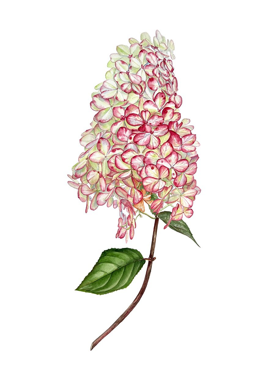 Photorealistic Watercolour , Garden Warmth By Nataliia Kupchyk, 22 X 30, Artwork For Sale On Artfinder