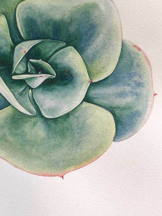 Echeveria elegans green. A series of original watercolour artwork.