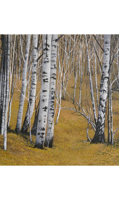 Birch wood by Andrew Mortimer