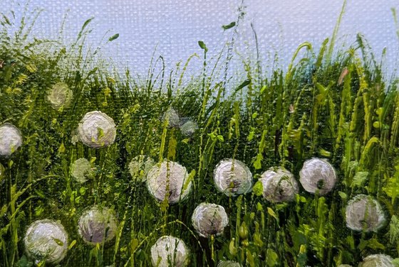 Dandelion Meadow at Sunset