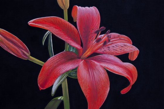 Red Lilly