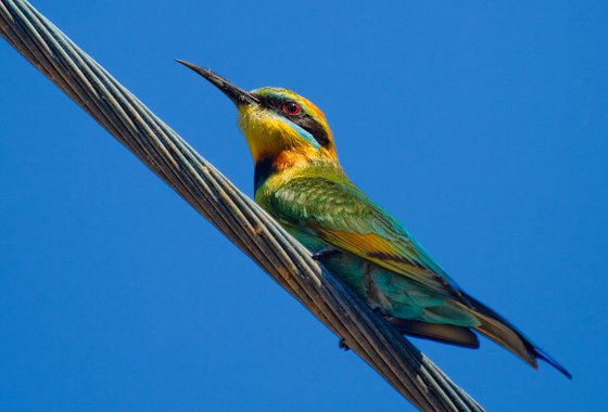 Birds - Rainbow Bee Eater. Port Douglas, Queensland, Australia