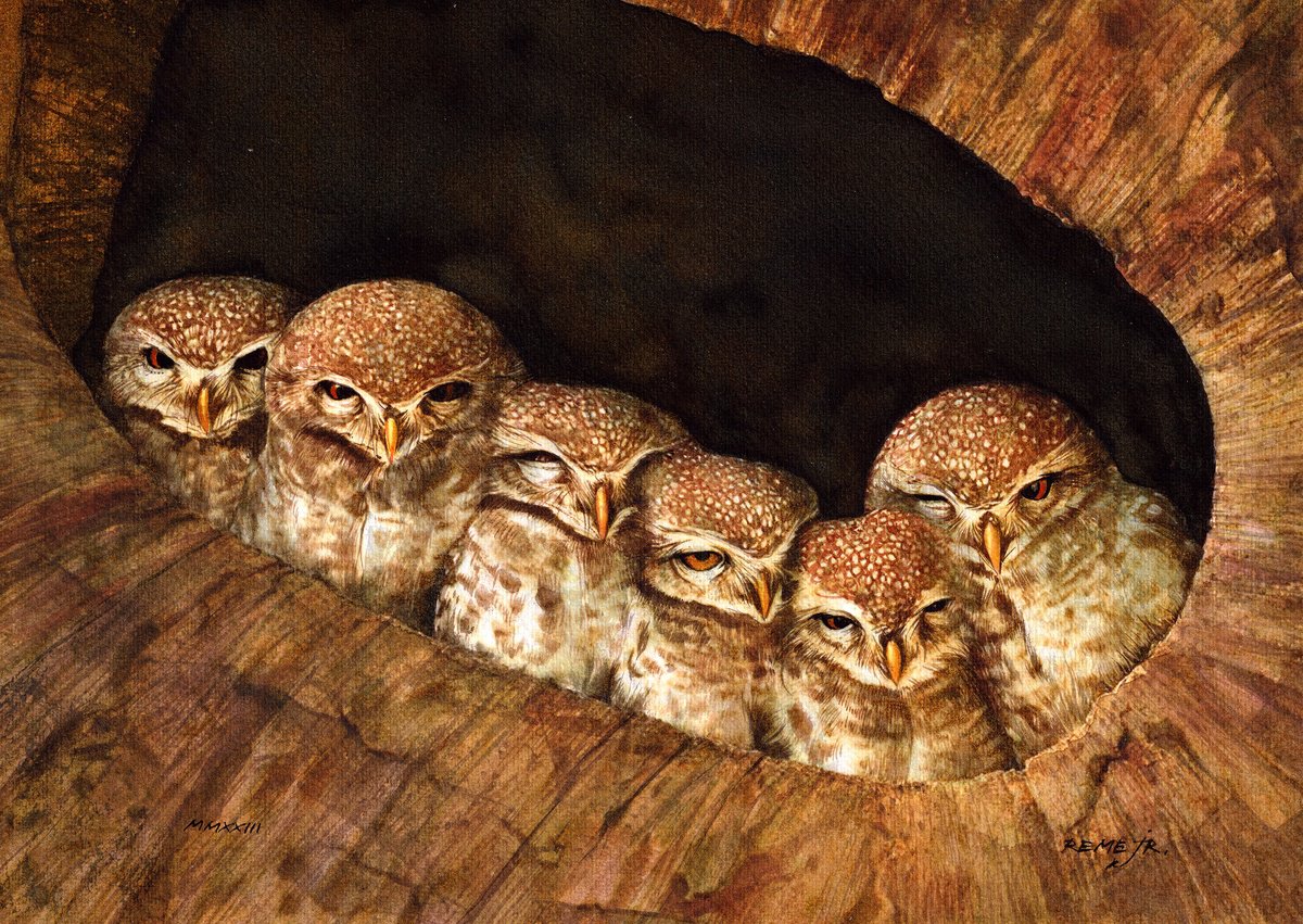 Photorealistic Animal Watercolour By Reme Jr., 14 X 10", Six Little Cute Owls, Original Artwork