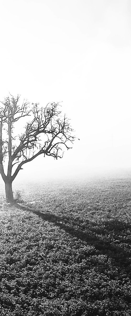 TREE IN THE FOG by Fabio Accorrà