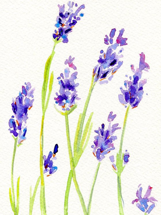 Lavender