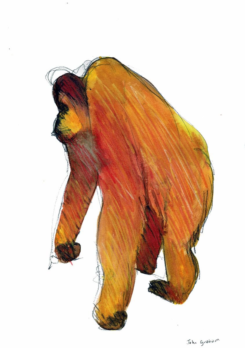 Orangutan by John Graham