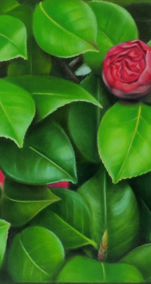 Blooming Camellias by Laura Cabral