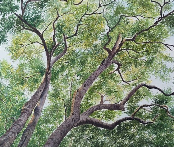 Sycamores Tree Canopy