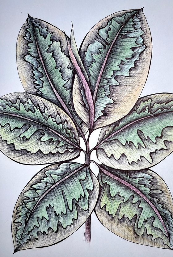 FICUS BELIZE