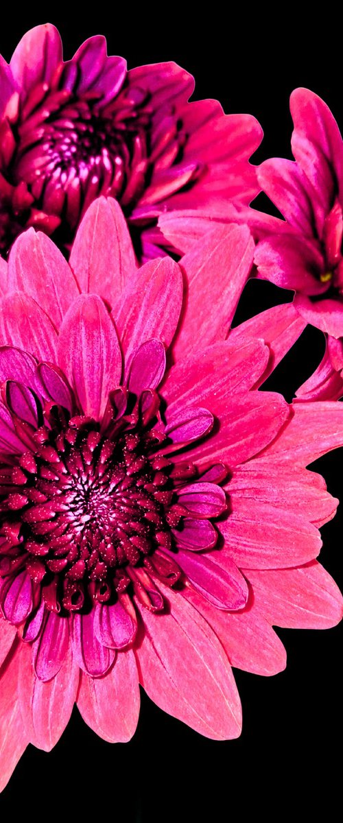 Solo Bloom - Magenta Chrysanthemum by Chotipah