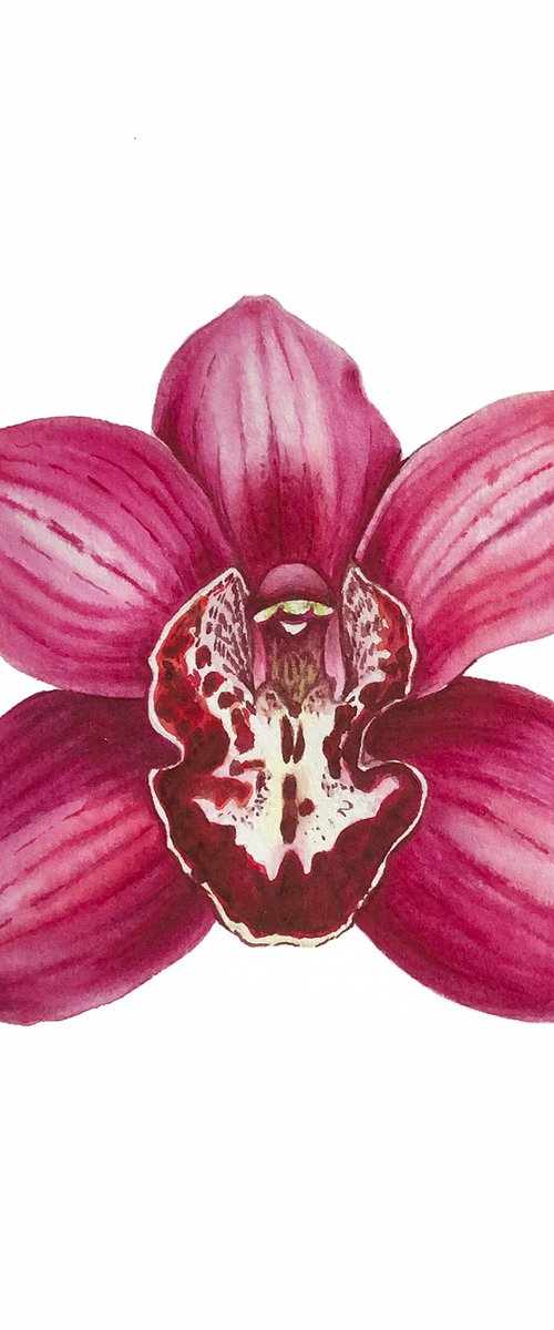 Orchid Cymbidium. A series of original watercolour artwork. by Nataliia Kupchyk