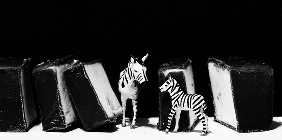Chocolate Zebra #2