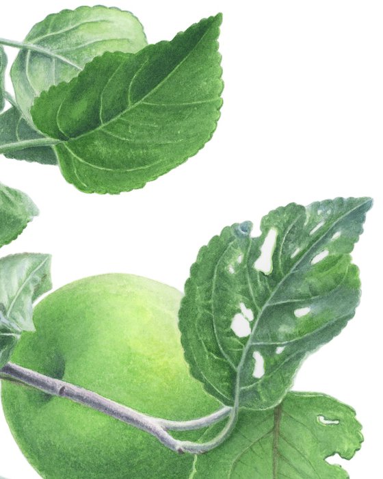 Green Apples