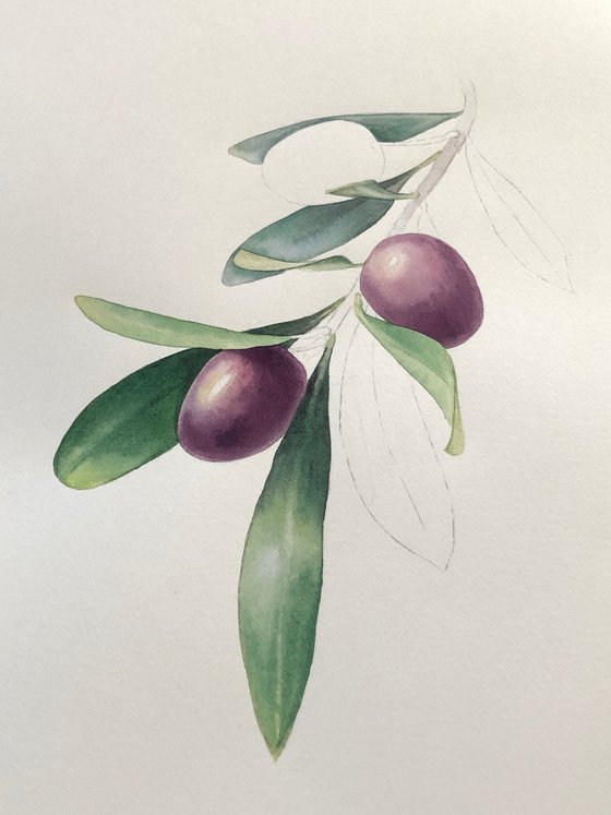 Olive branch. Original watercolor artvork.