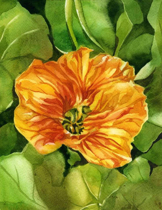 yellow nasturtium watercolor floral