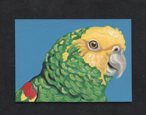 ACEO ATC Original Miniature Painting Yellow Head Amazon Parrot Pet Bird Art-Carla Smale