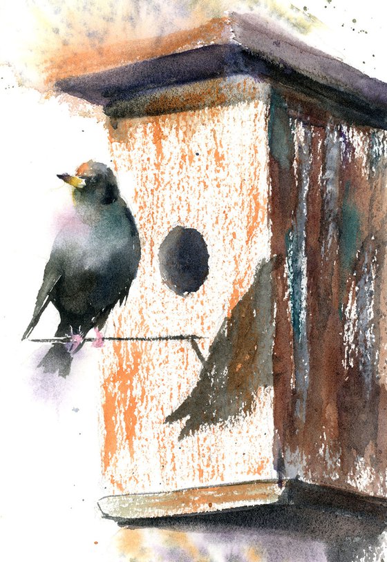 Starling in birdhouse