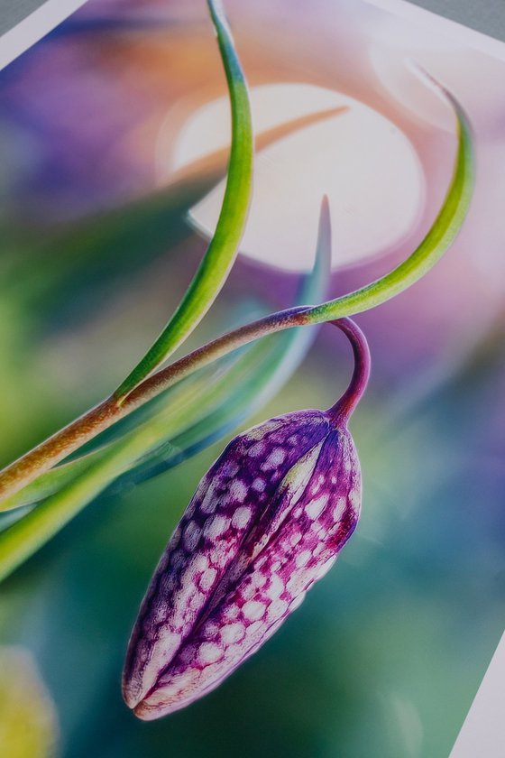 Tropical Dreams of Fritillaria